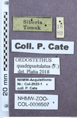 Etiketten zu Oedostethus quadripustulatus (NHMW-ZOO-COL-0006507)